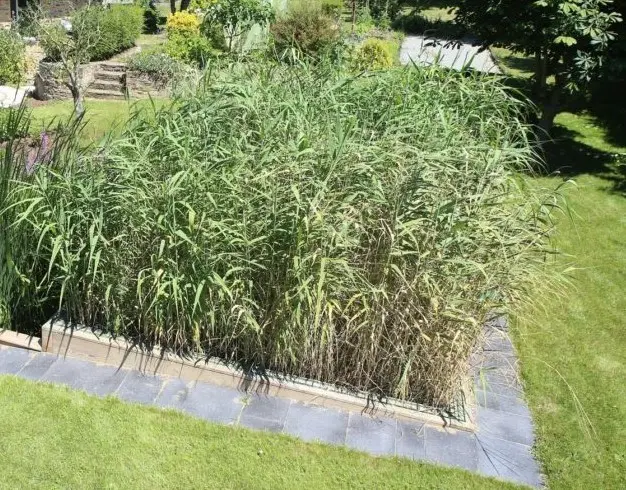 Phyto épuration écologique